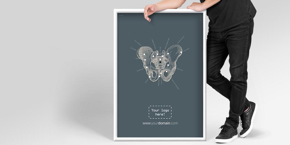 pelvis male anatomy main – Premium Anatomy Chart by educare.design