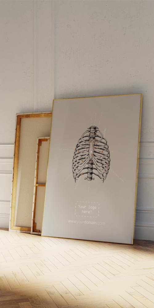 Vintage Rib Cage Anatomy