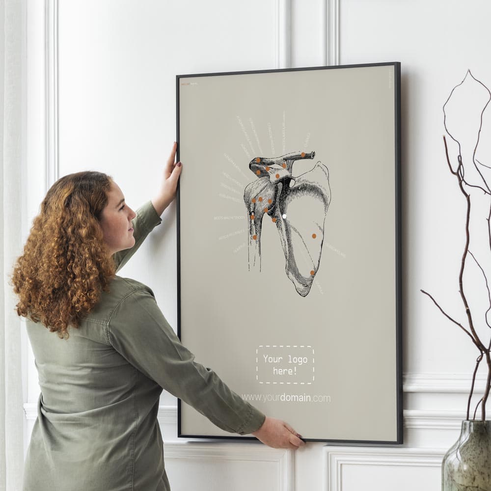 Vintage Shoulder Anatomy