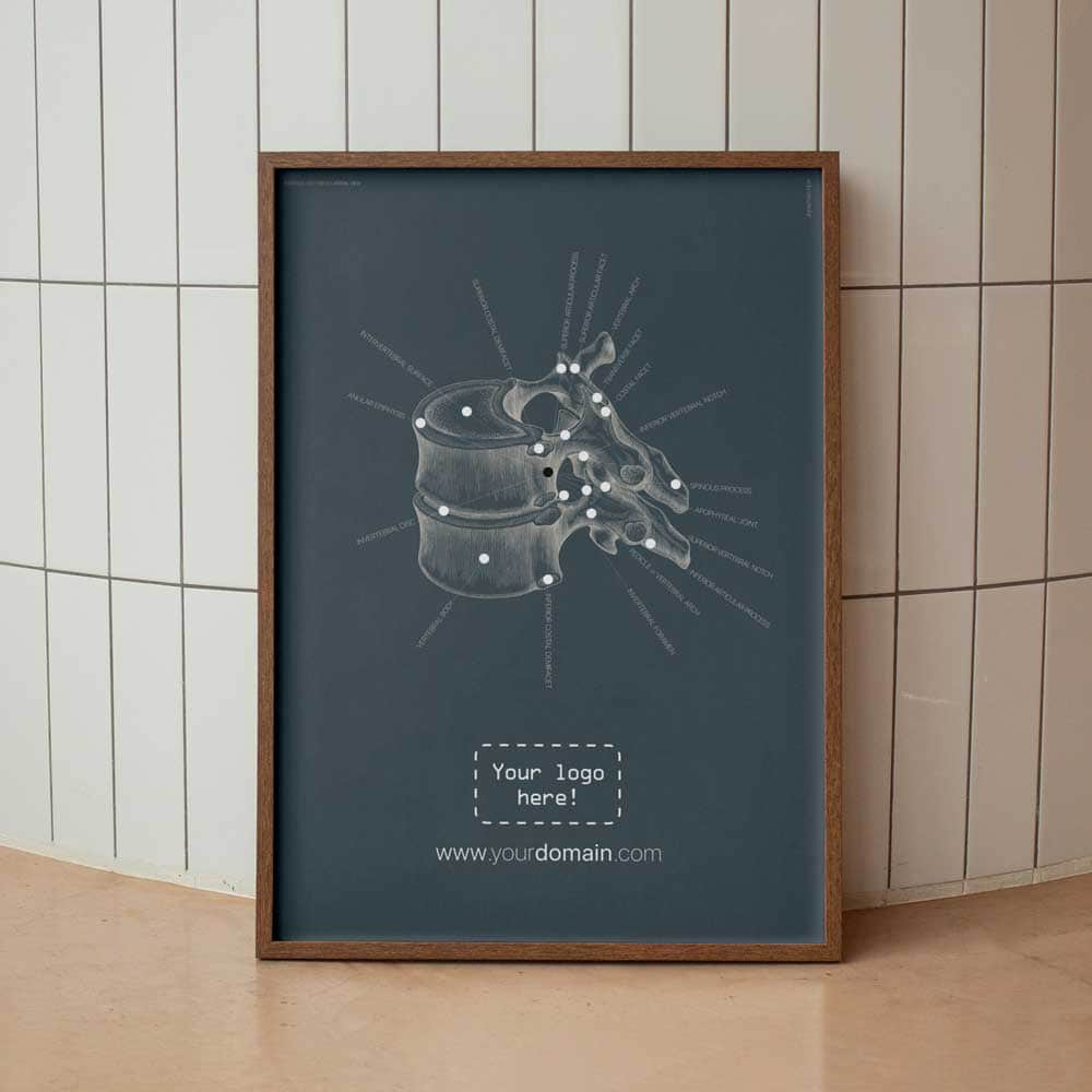 thoracic vertebrae main – Premium Anatomy Chart by educare.design