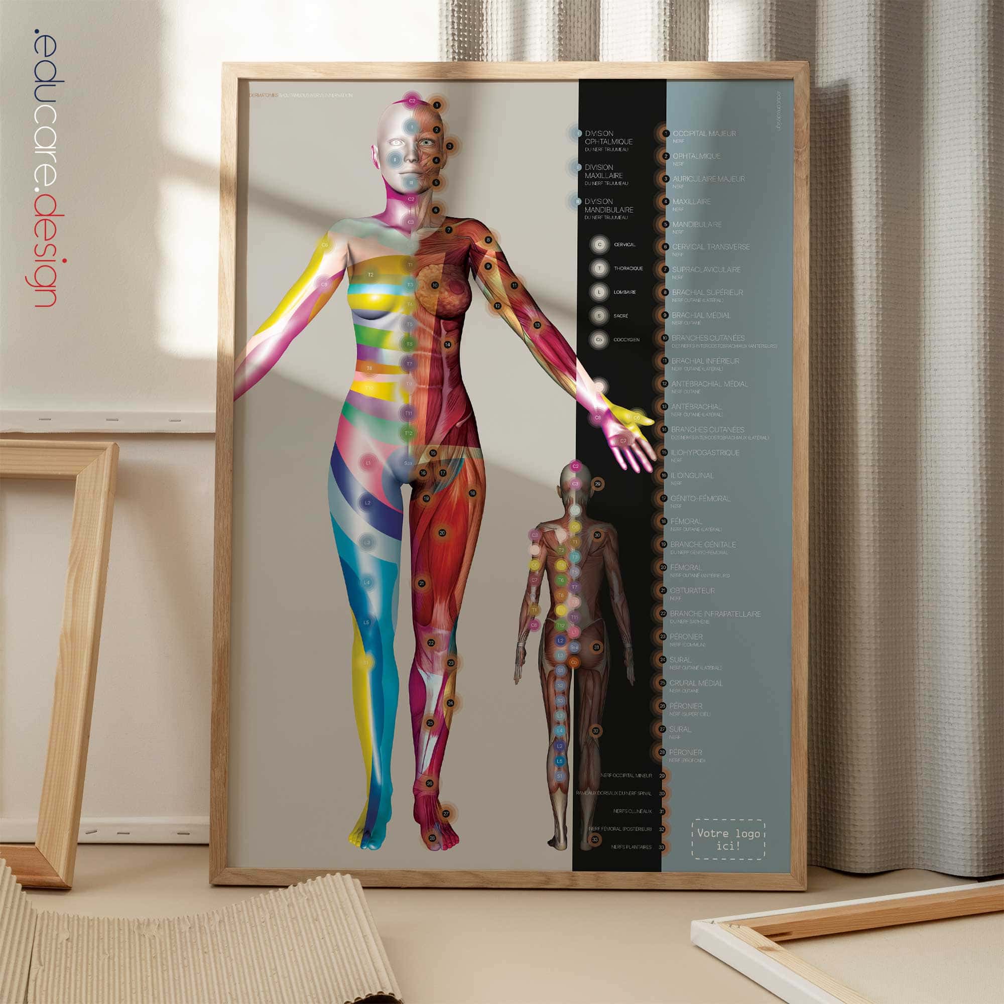 Dermatomes et Innervation Nerveuse Cutanée planche anatomique pour cabinets et cliniques