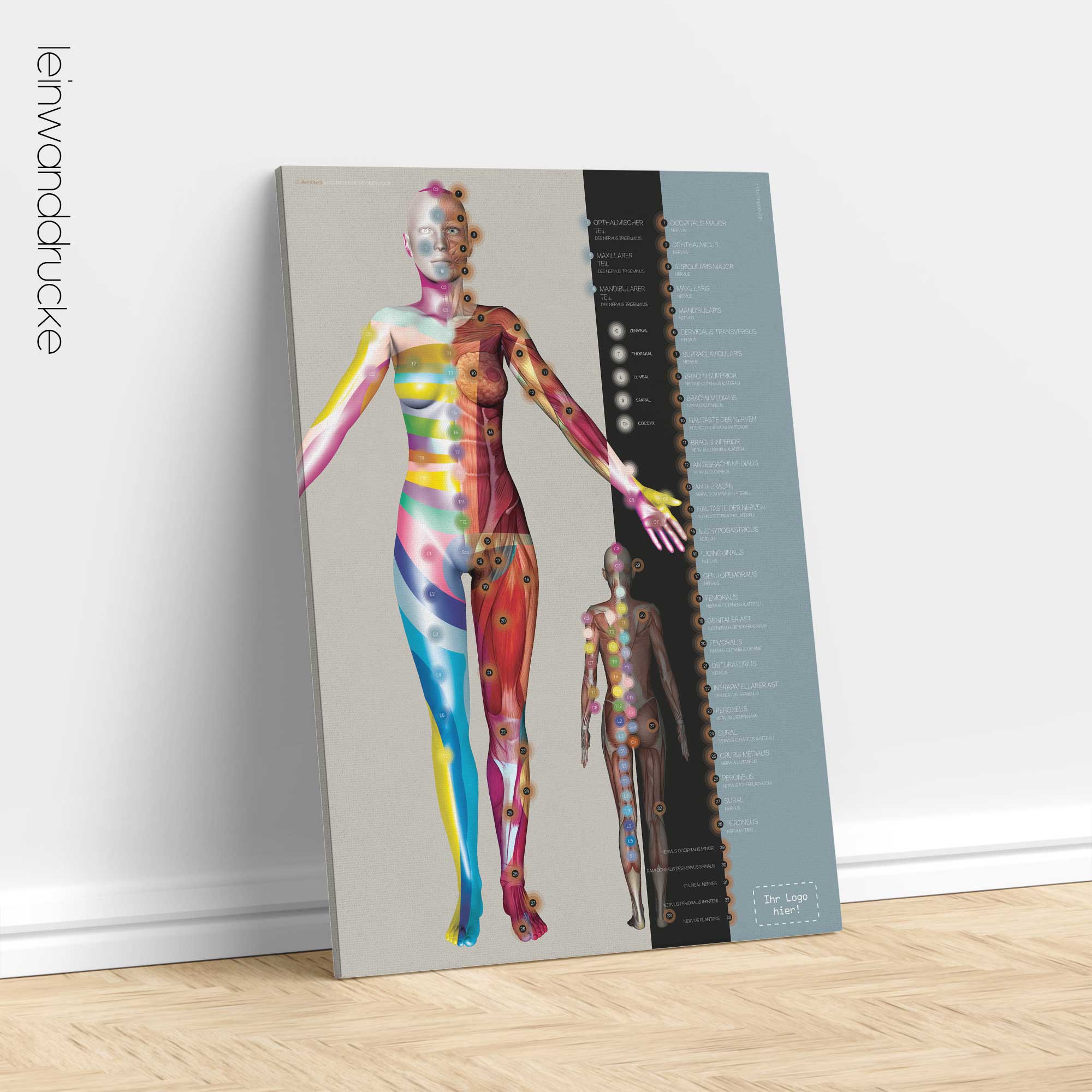 Dermatome und Kutane Nerveninnervation