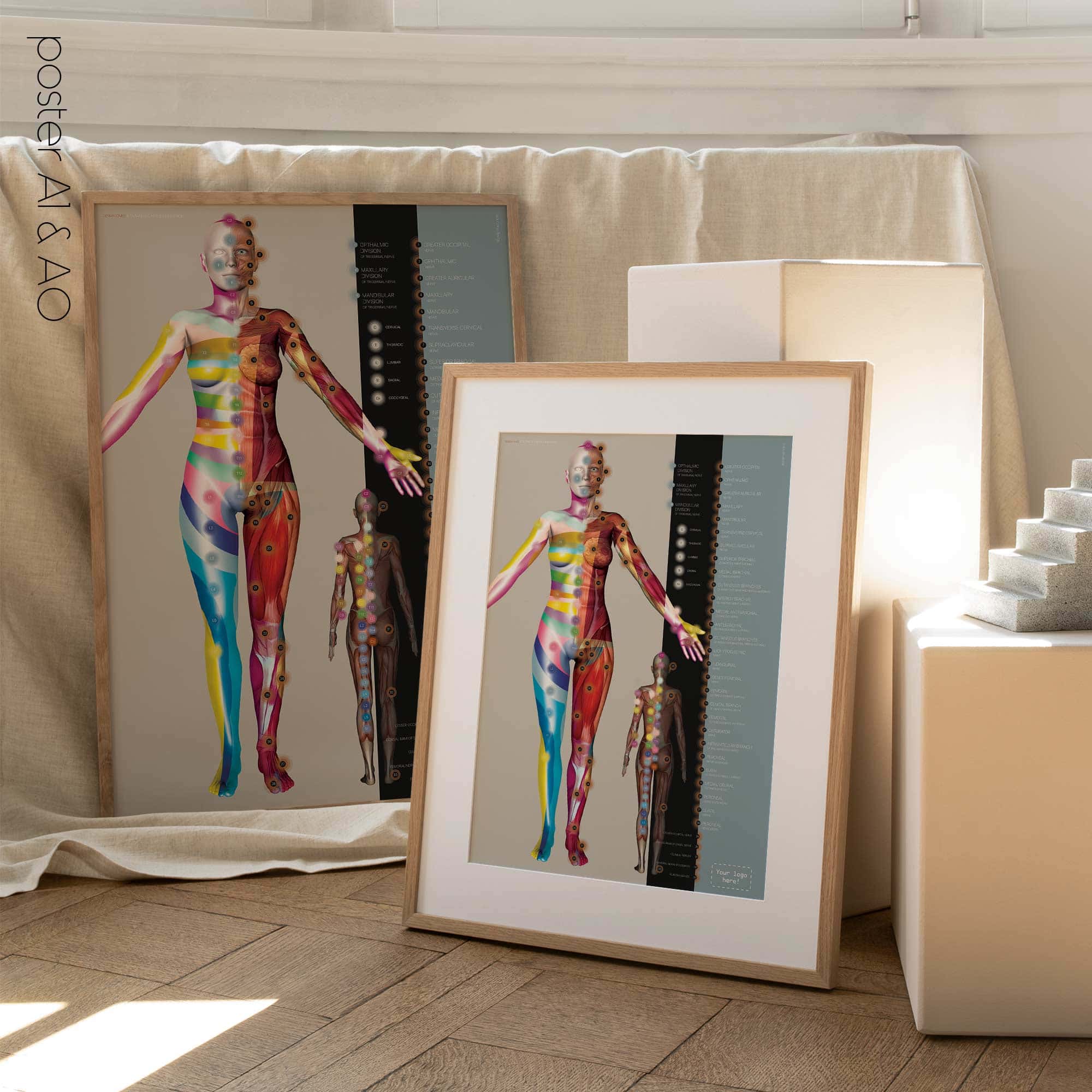 Dermatomes and Cutaneous Nerve Innervation