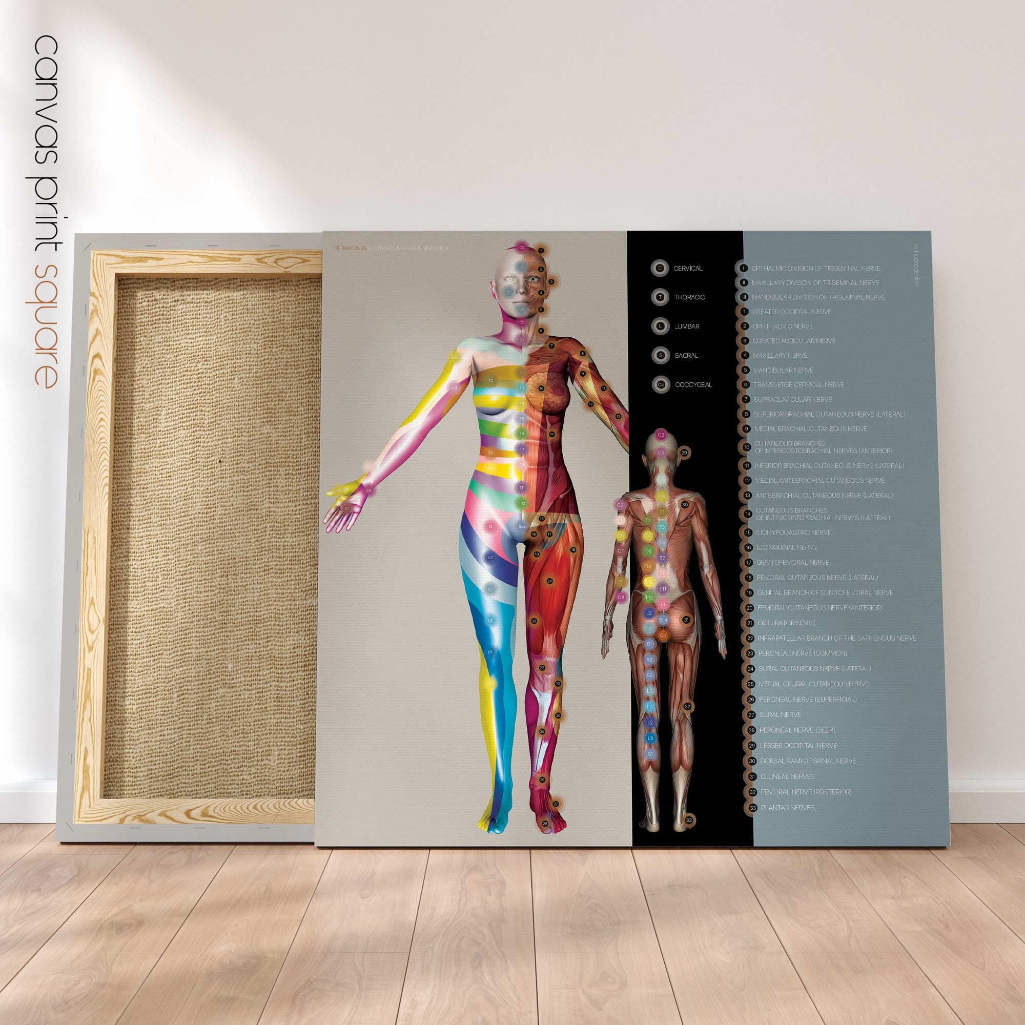 Dermatomes and Cutaneous Nerve Innervation