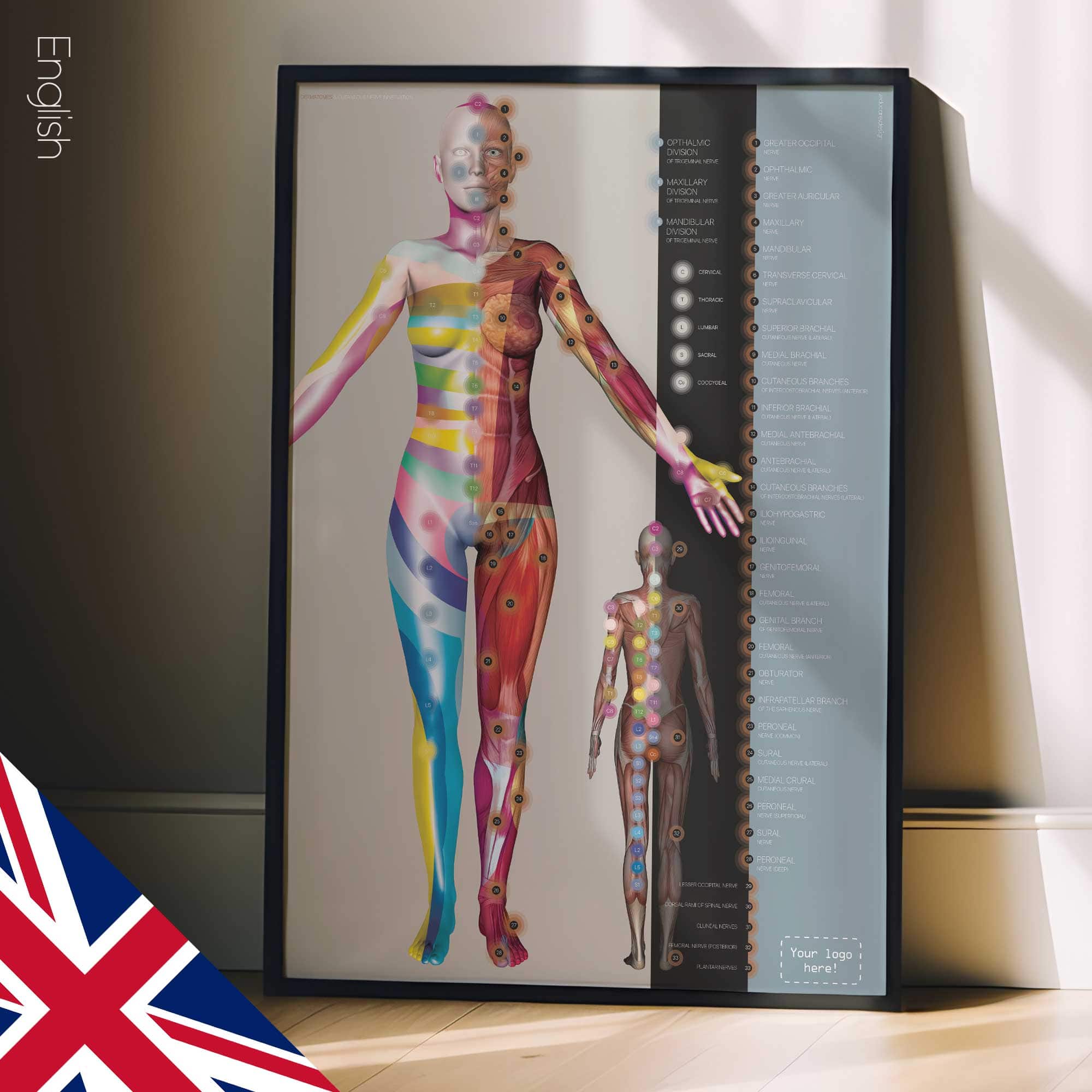 Dermatomes and Cutaneous Nerve Innervation