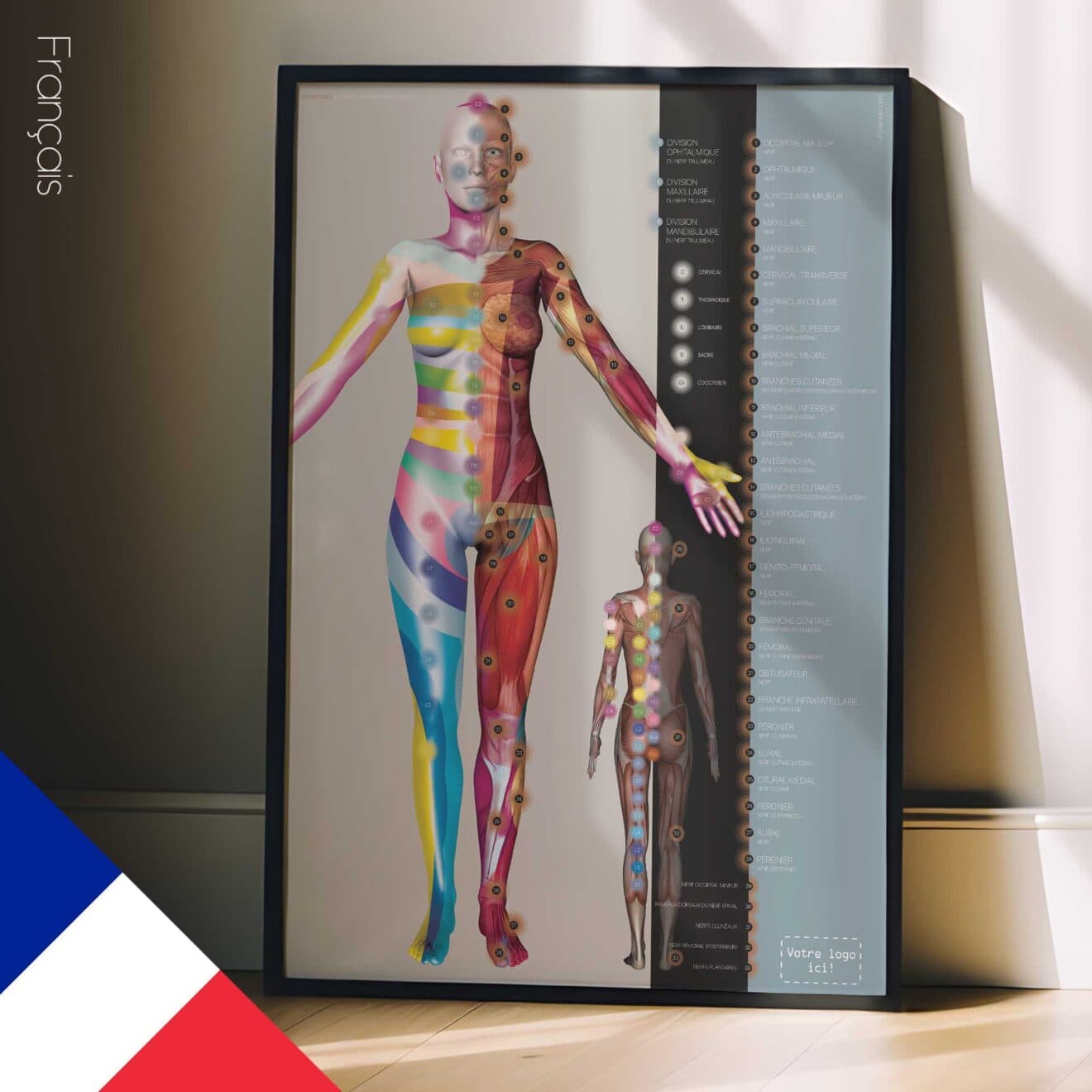 Dermatomes et Innervation des Nerfs Cutanés