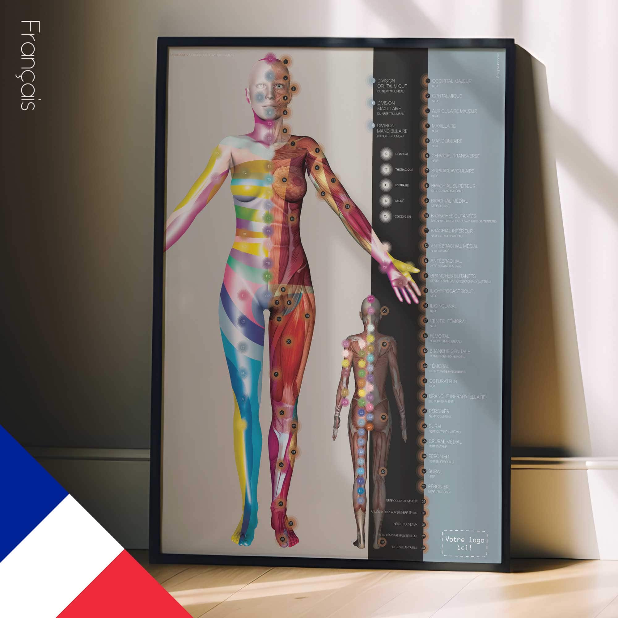 Dermatomes et Innervation des Nerfs Cutanés