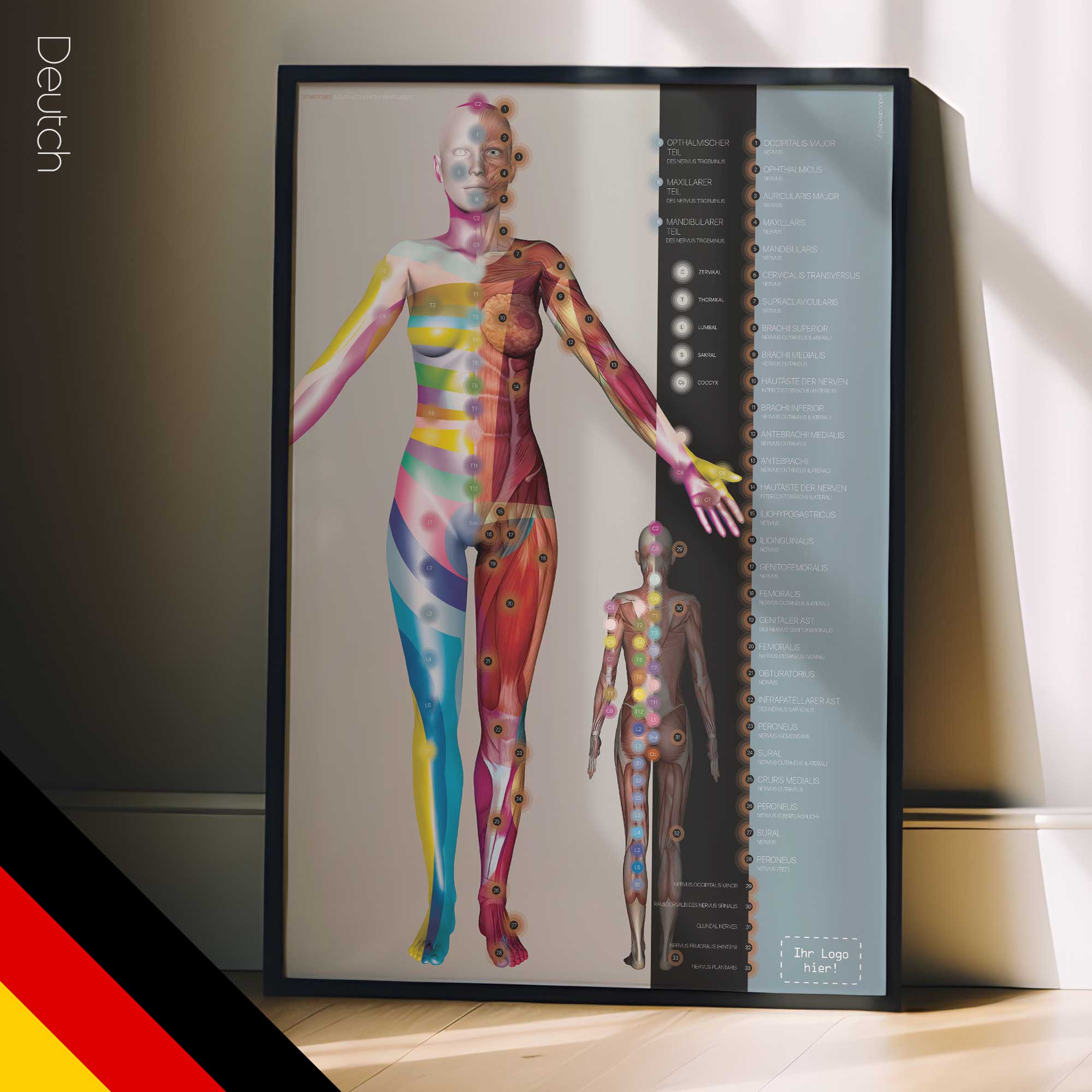 Dermatome und Innervation der Hautnerven