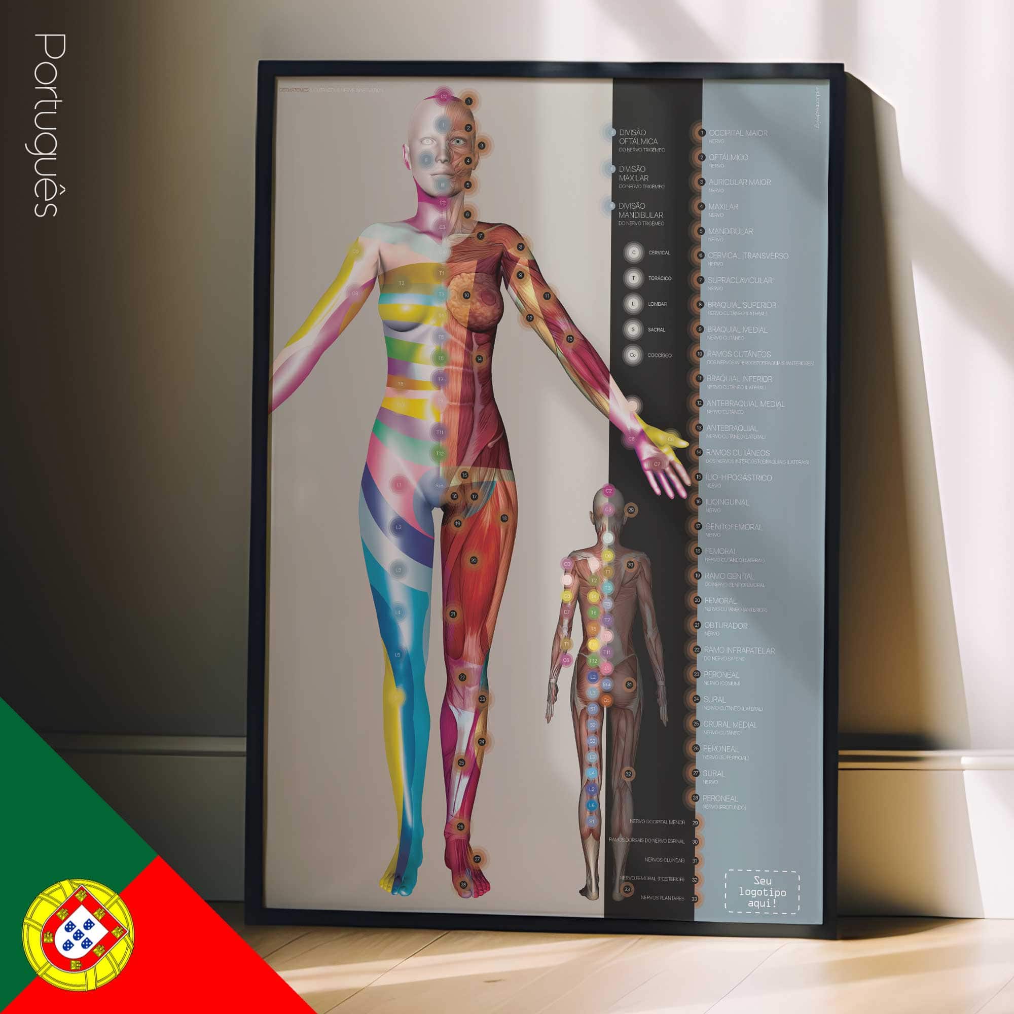 07 dermatomes portuguese