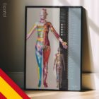 Dermatomes and Cutaneous Nerve Innervation – educare.design Dermatomas e Inervación del Nervio Cutáneo