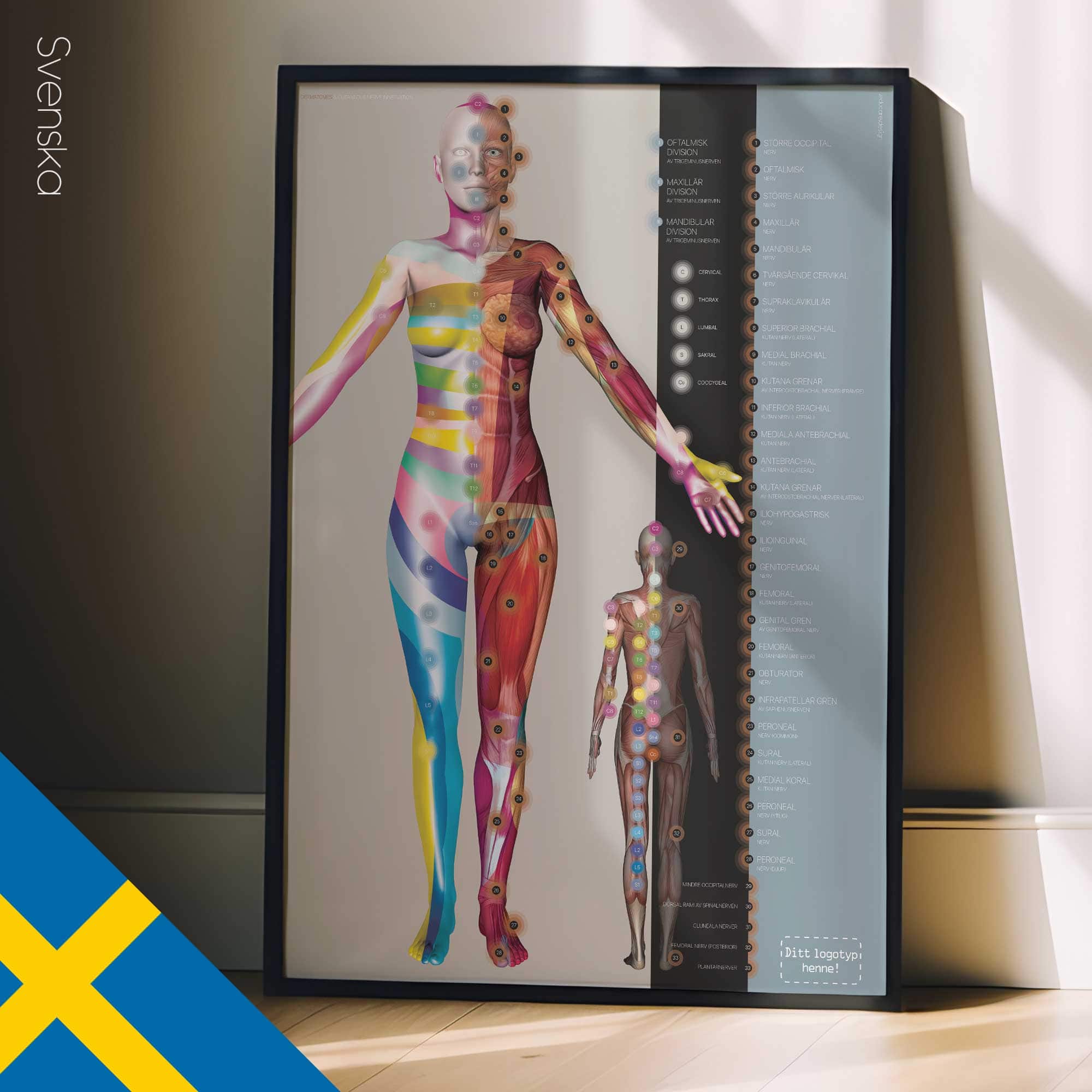 Dermatomes and Cutaneous Nerve Innervation