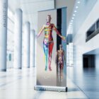 Dermatomes and Cutaneous Nerve Innervation – educare.design Dermatomes and Cutaneous Nerve Innervation