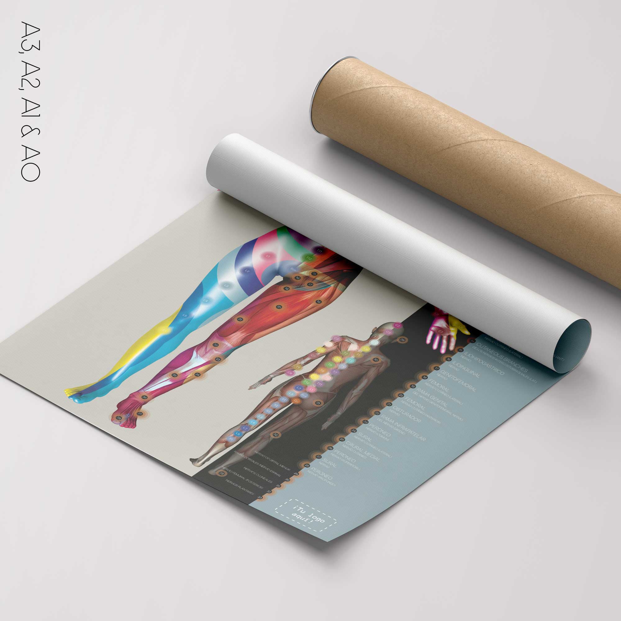 Dermatomas e Inervación del Nervio Cutáneo