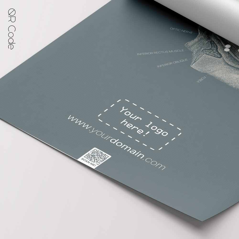 Eye Anatomy, Lateral Surface — Tavola anatomica