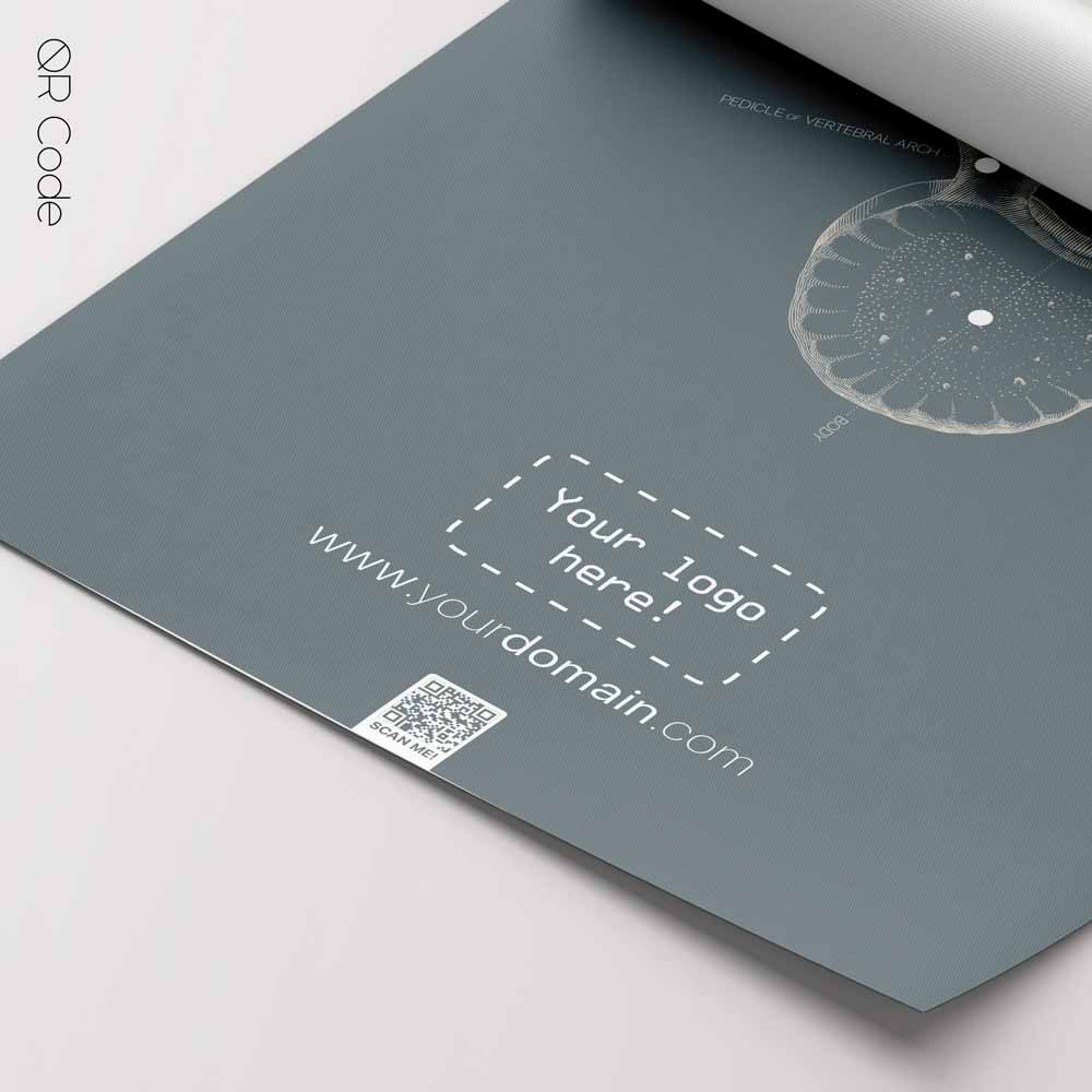 Lumbar Vertebrae, Superior View — Anatomy Chart