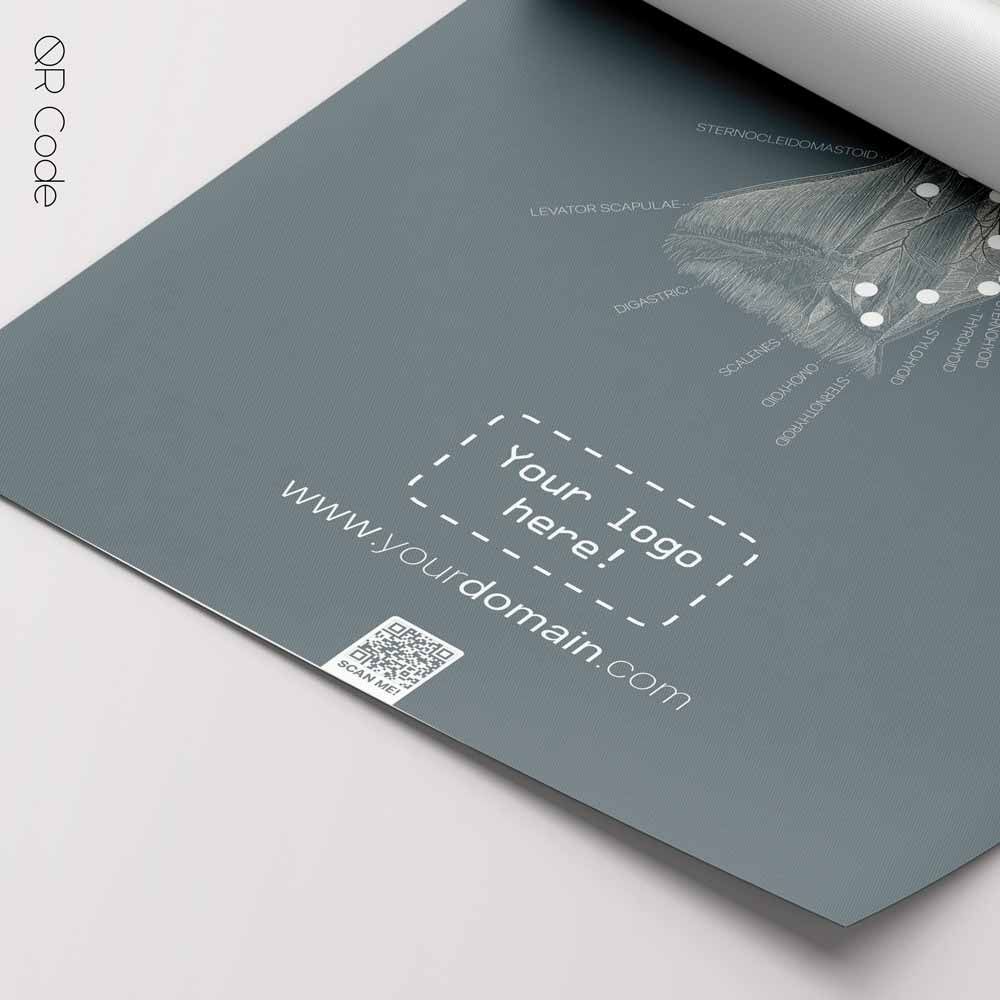 Neck Muscles, Lateral — Anatomie-Tafel