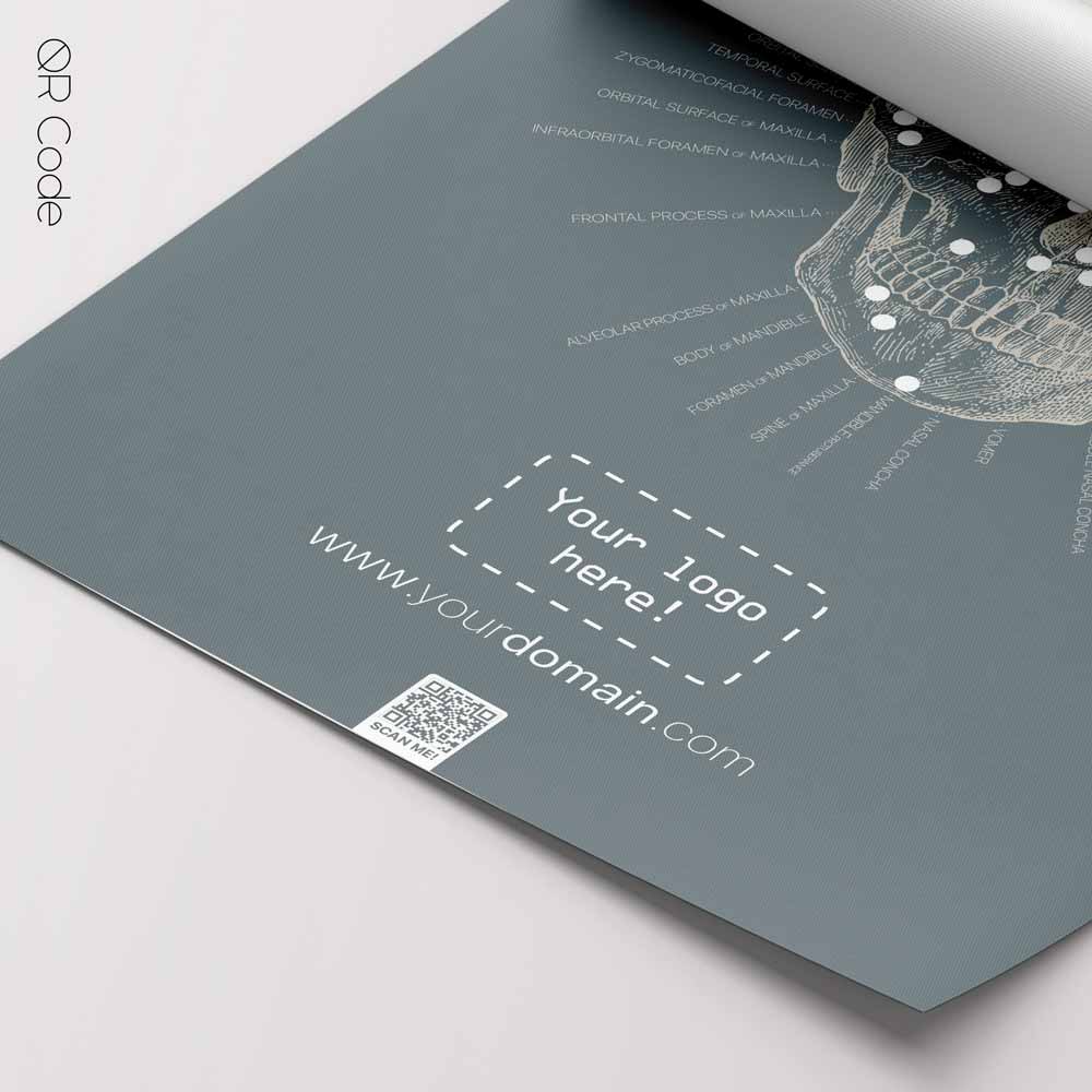 Cranial Bones, anterior — Anatomy Chart