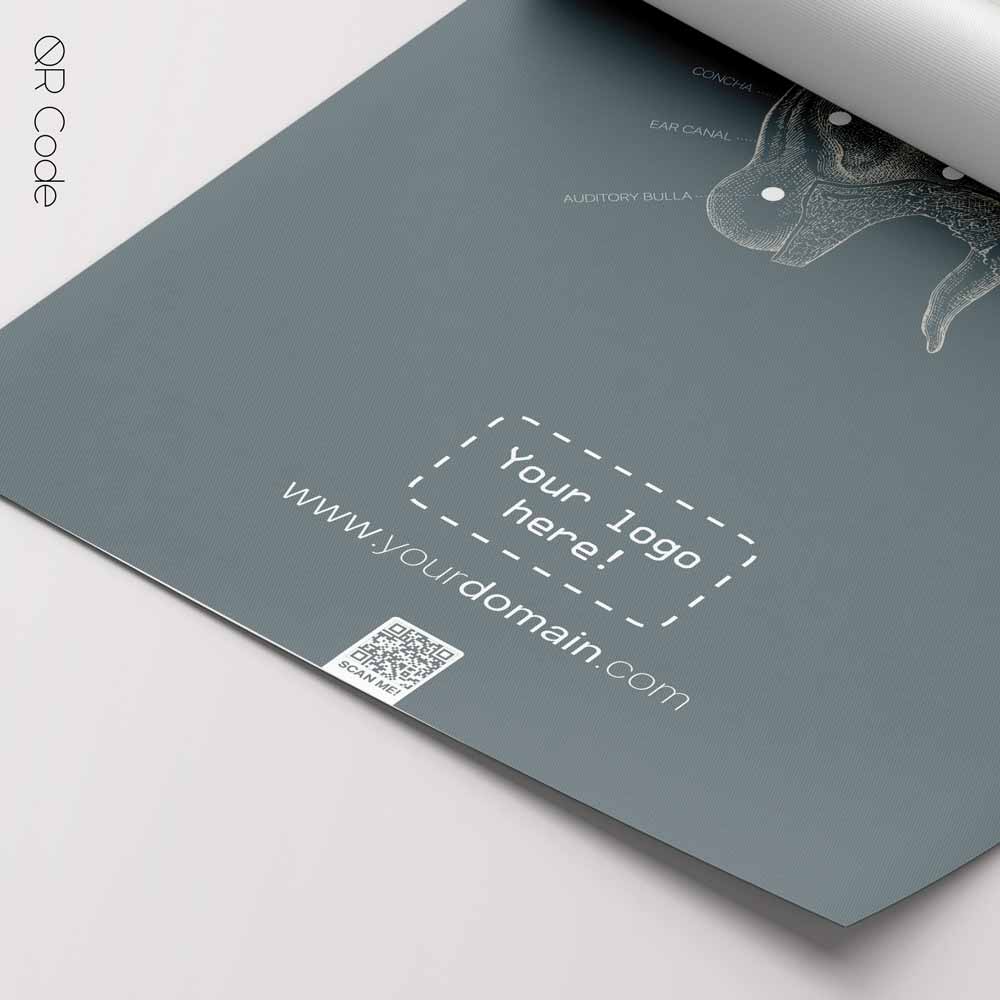 Ear Anatomy, Cross Section — Tavola anatomica