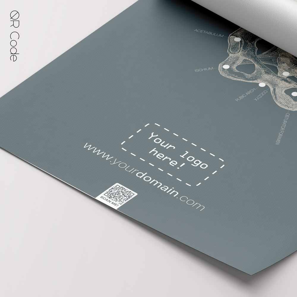 Pelvis Anatomy, Female — Anatomy Chart