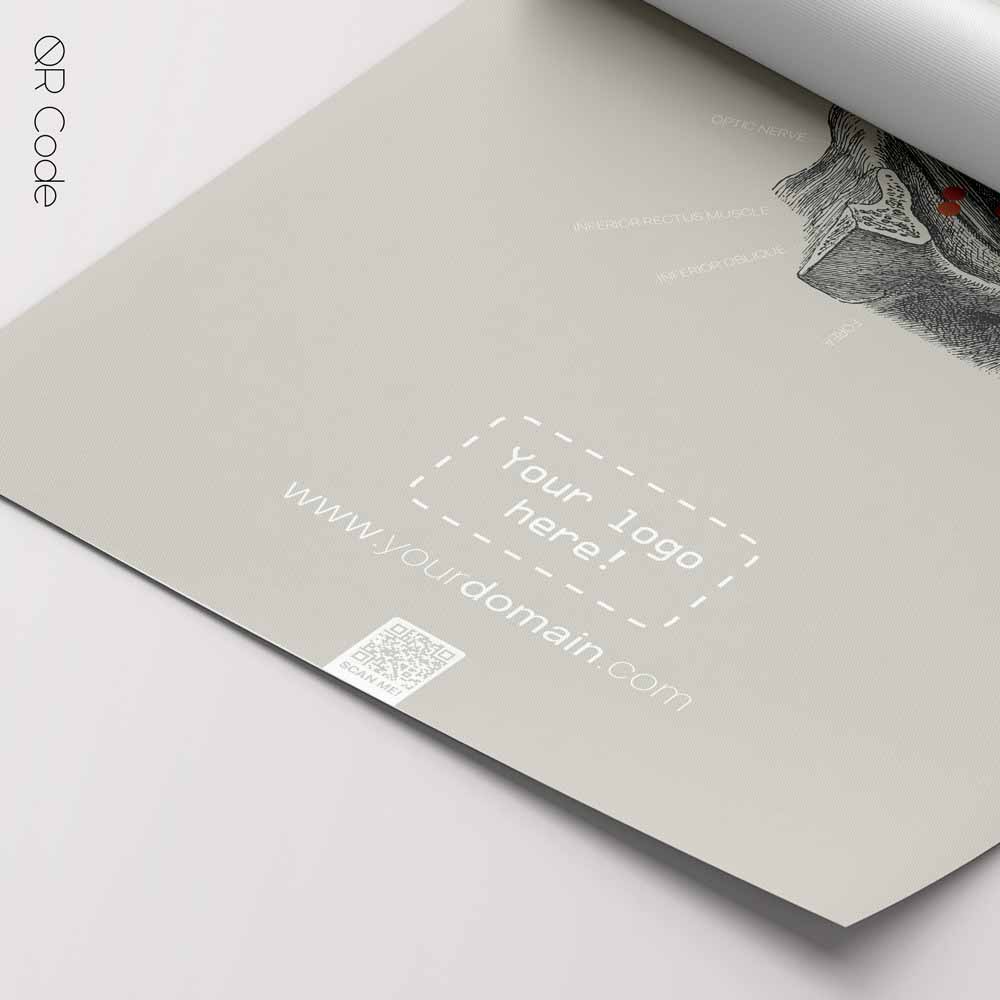 Eye Anatomy, Lateral Surface — Tavola anatomica