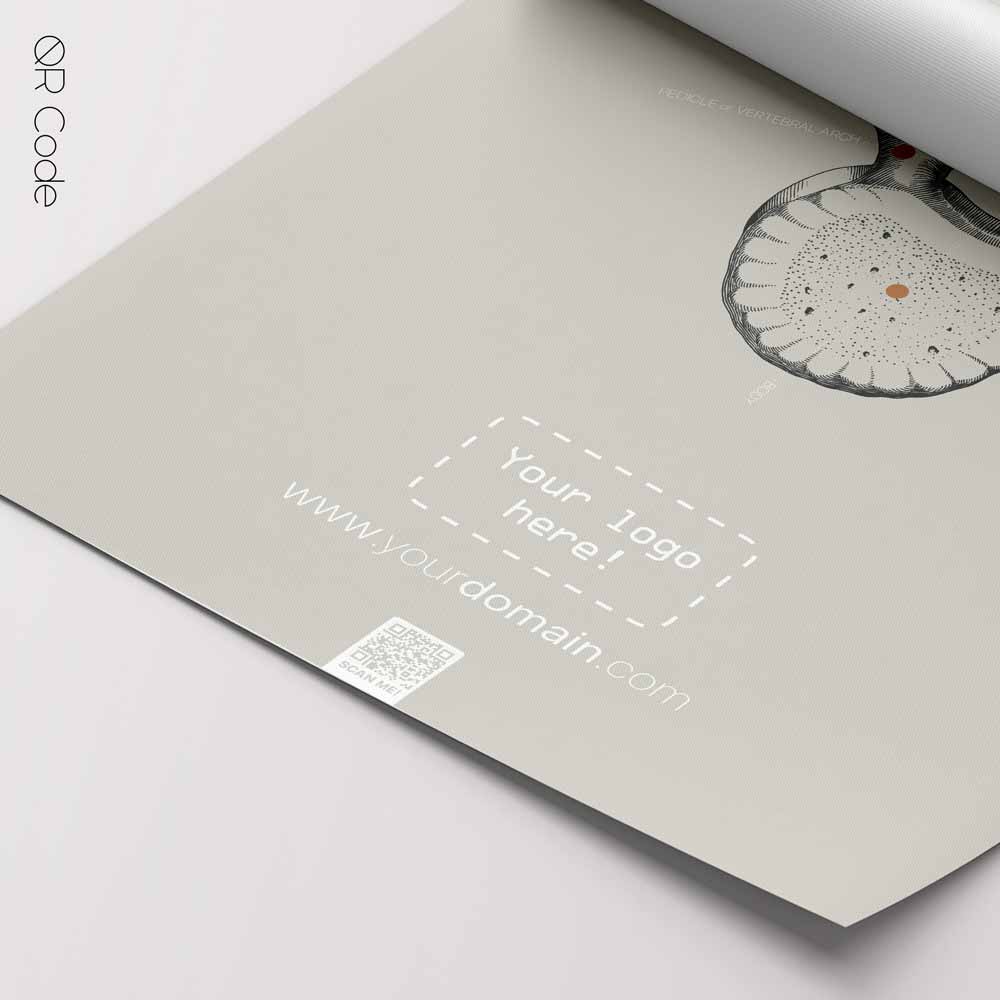 Lumbar Vertebrae, Superior View — Anatomy Chart