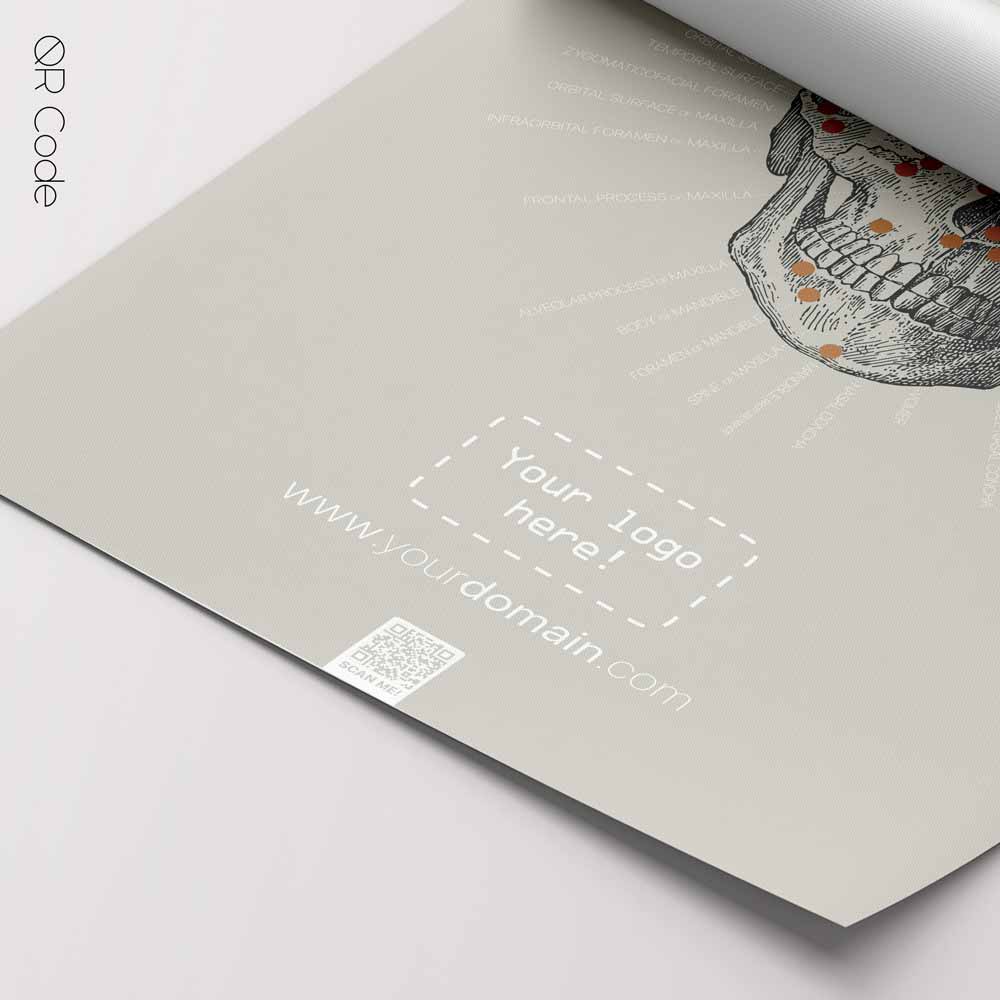 Cranial Bones, anterior — Anatomy Chart