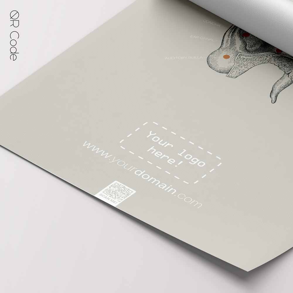 Ear Anatomy, Cross Section — Tavola anatomica