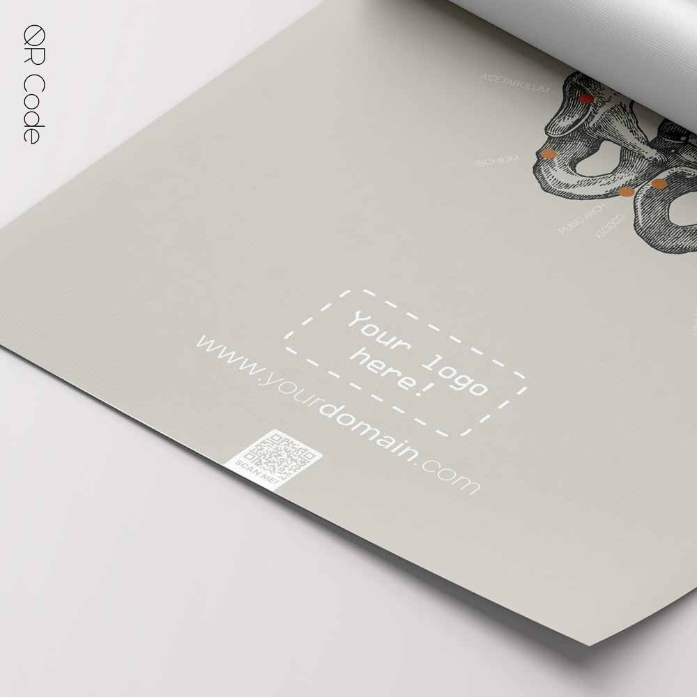 Pelvis Anatomy, Male — Anatomy Chart