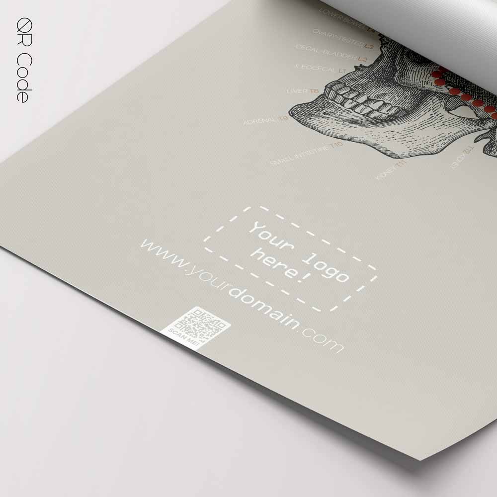 Temporal Sphenoid, TS-Line — Tavola anatomica