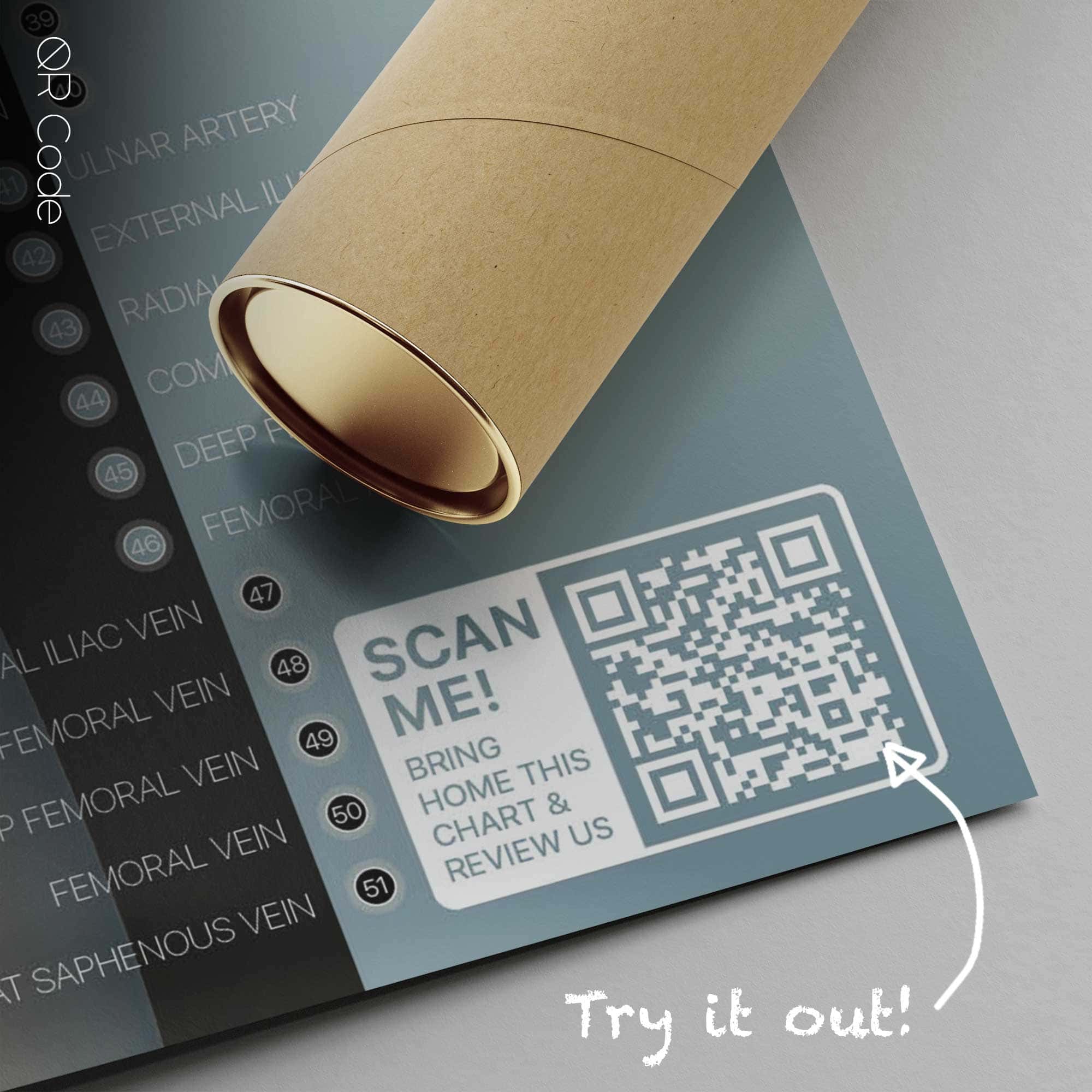 Système cardiovasculaire - Planche anatomique