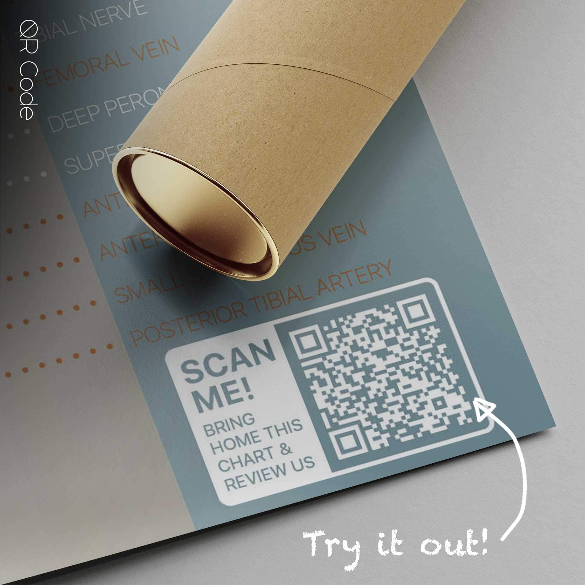 Circulatory and Nerves Systems — Planche anatomique