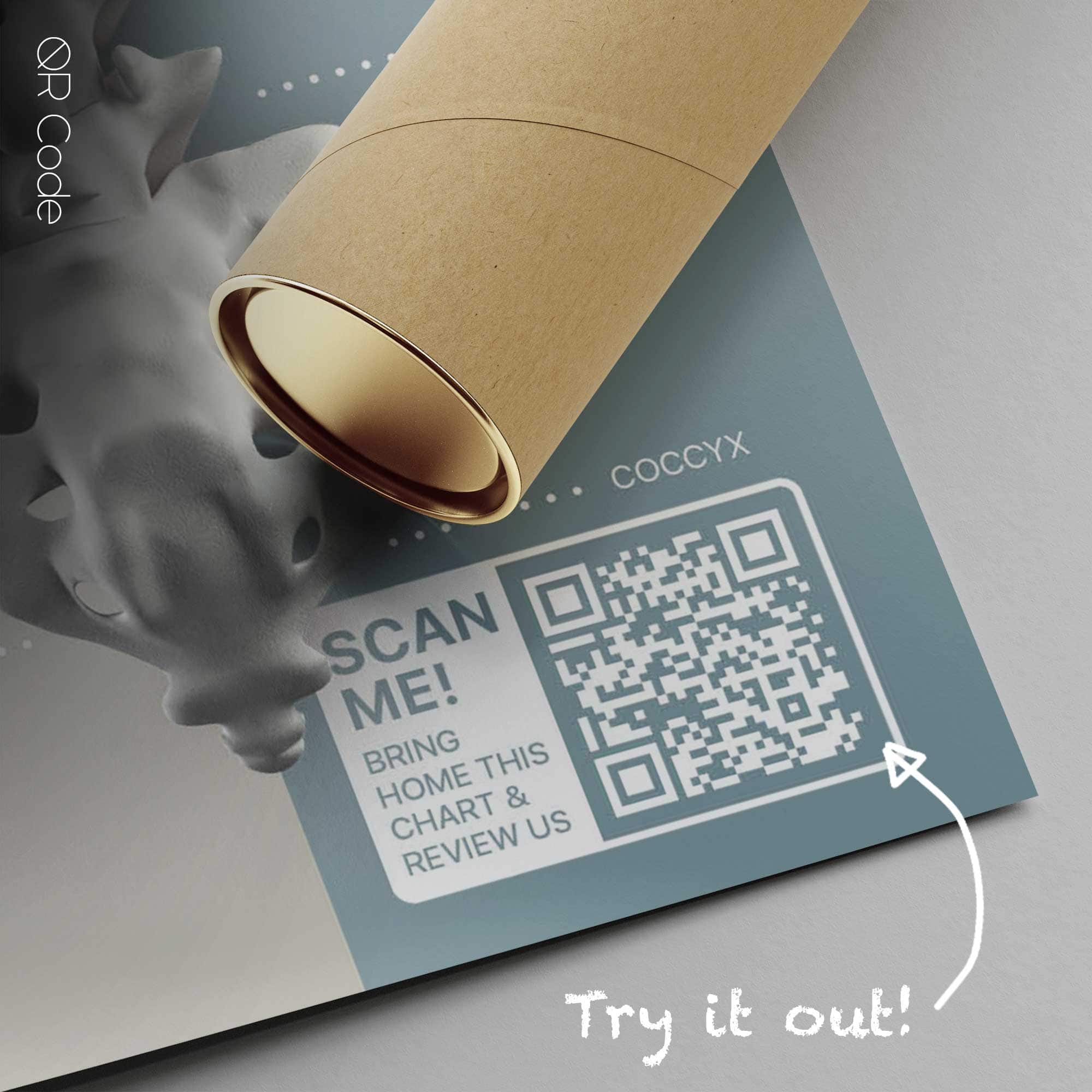 Spinal Nerves Function — Planche anatomique