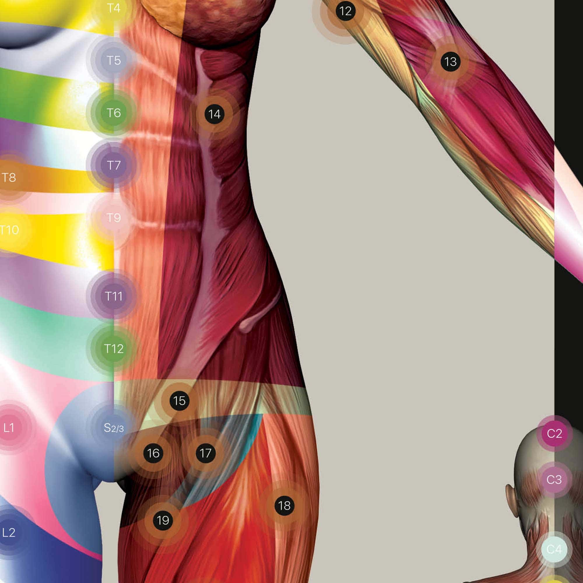 Dermatomes and Cutaneous Nerve Innervation