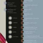 Dermatomes and Cutaneous Nerve Innervation – educare.design Dermatomes and Cutaneous Nerve Innervation