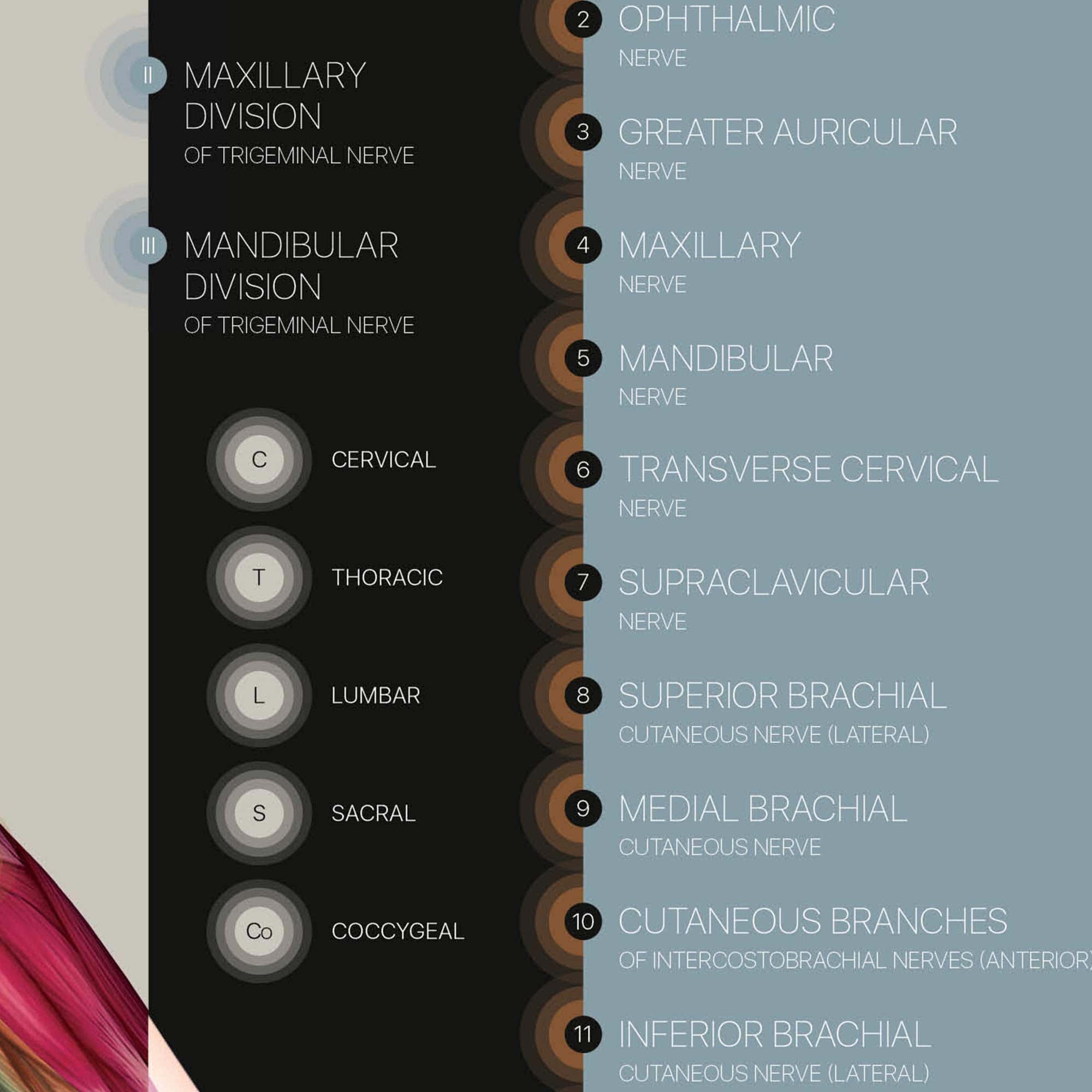 Dermatomes and Cutaneous Nerve Innervation