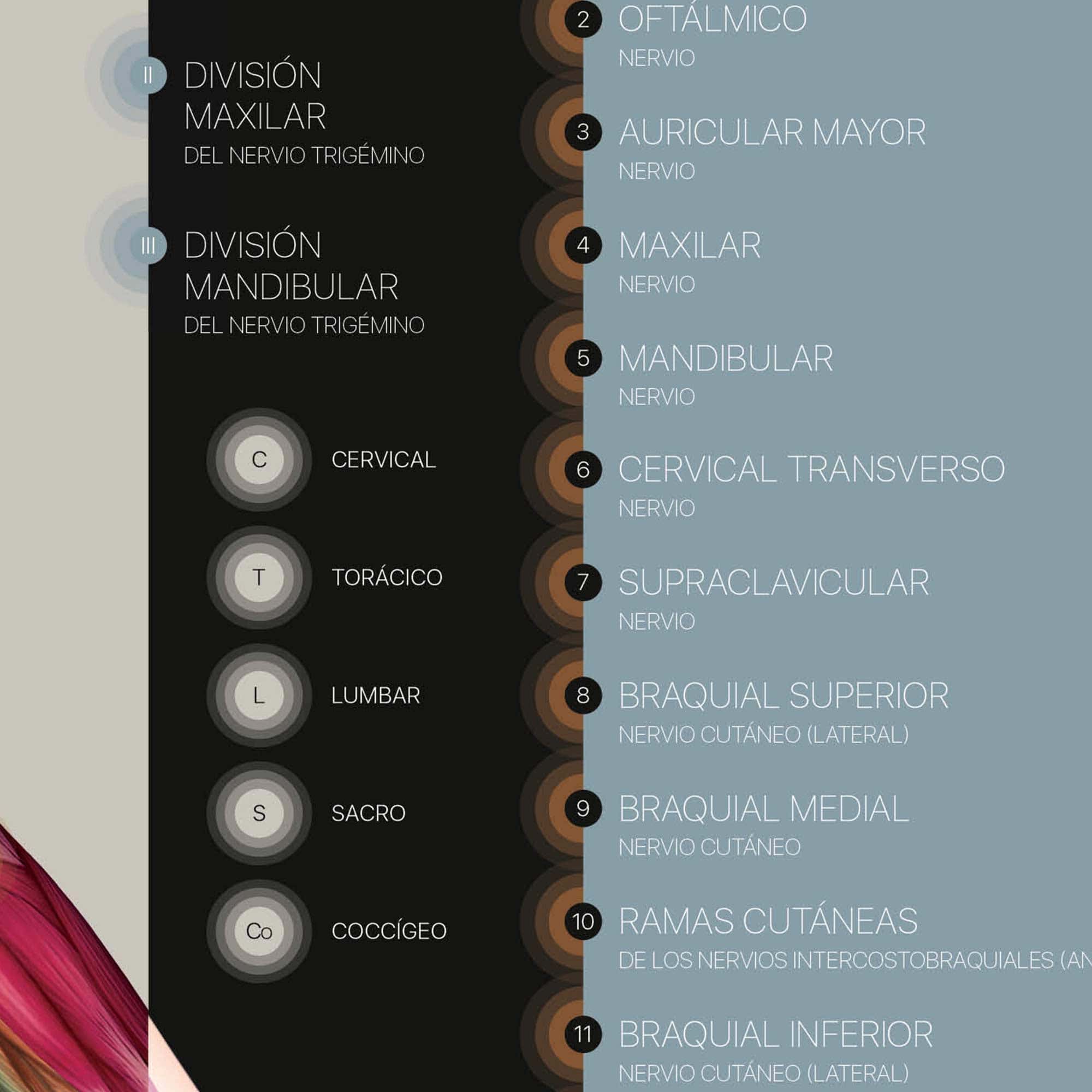 Dermatomas e Inervación del Nervio Cutáneo