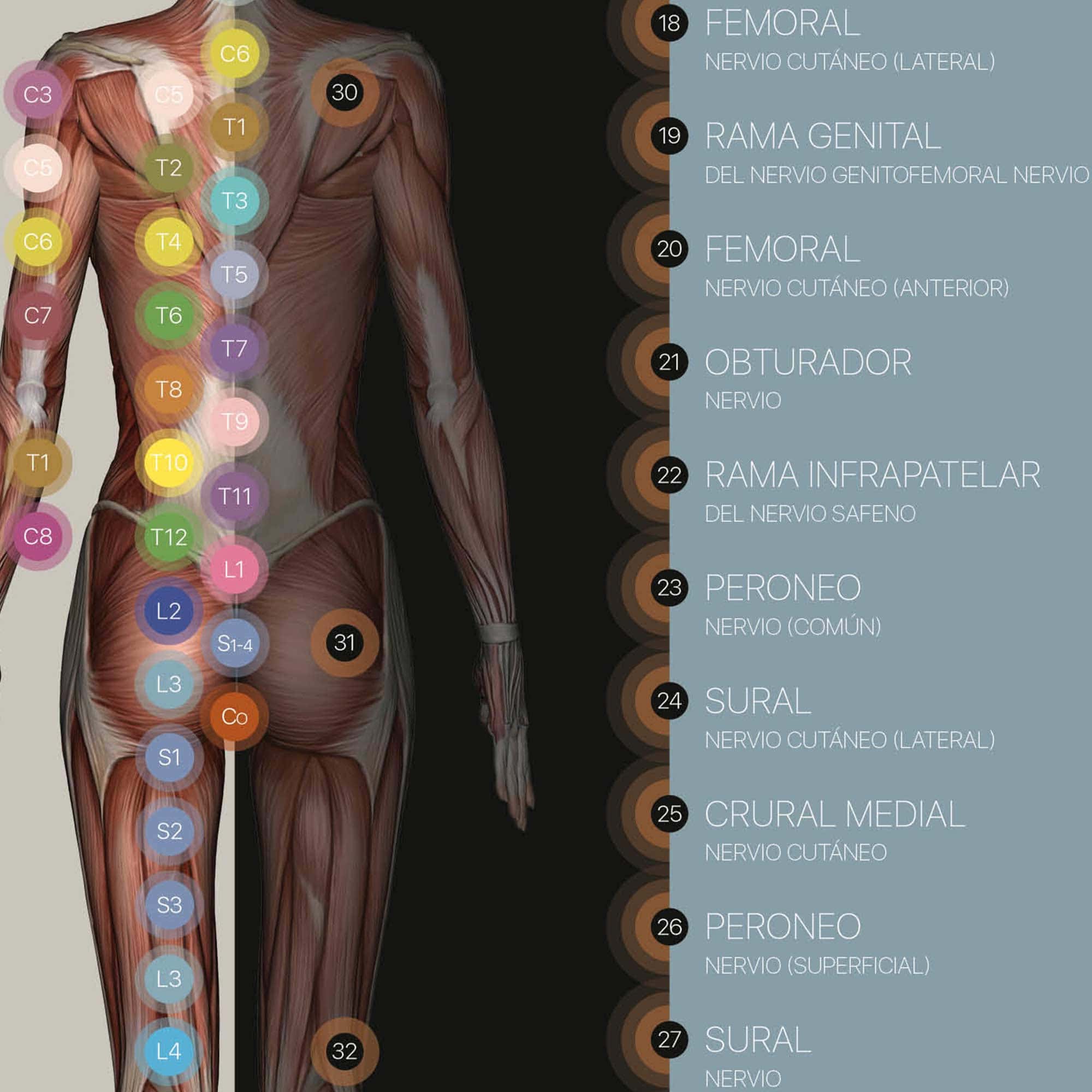 Dermatomas e Inervación del Nervio Cutáneo