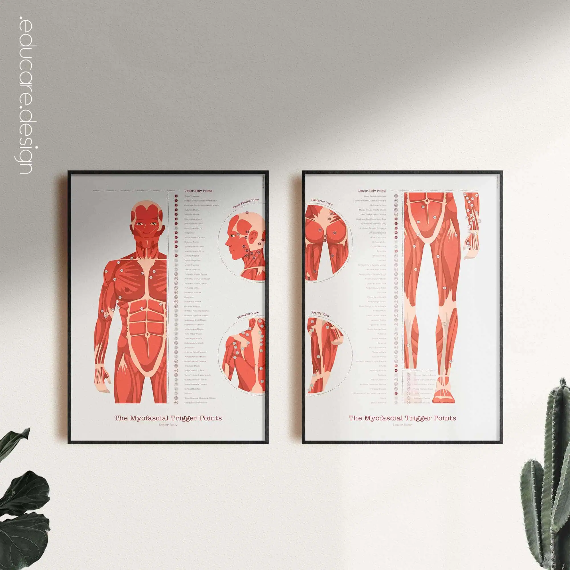 The Myofascial Trigger Points Set anatomy chart for clinics