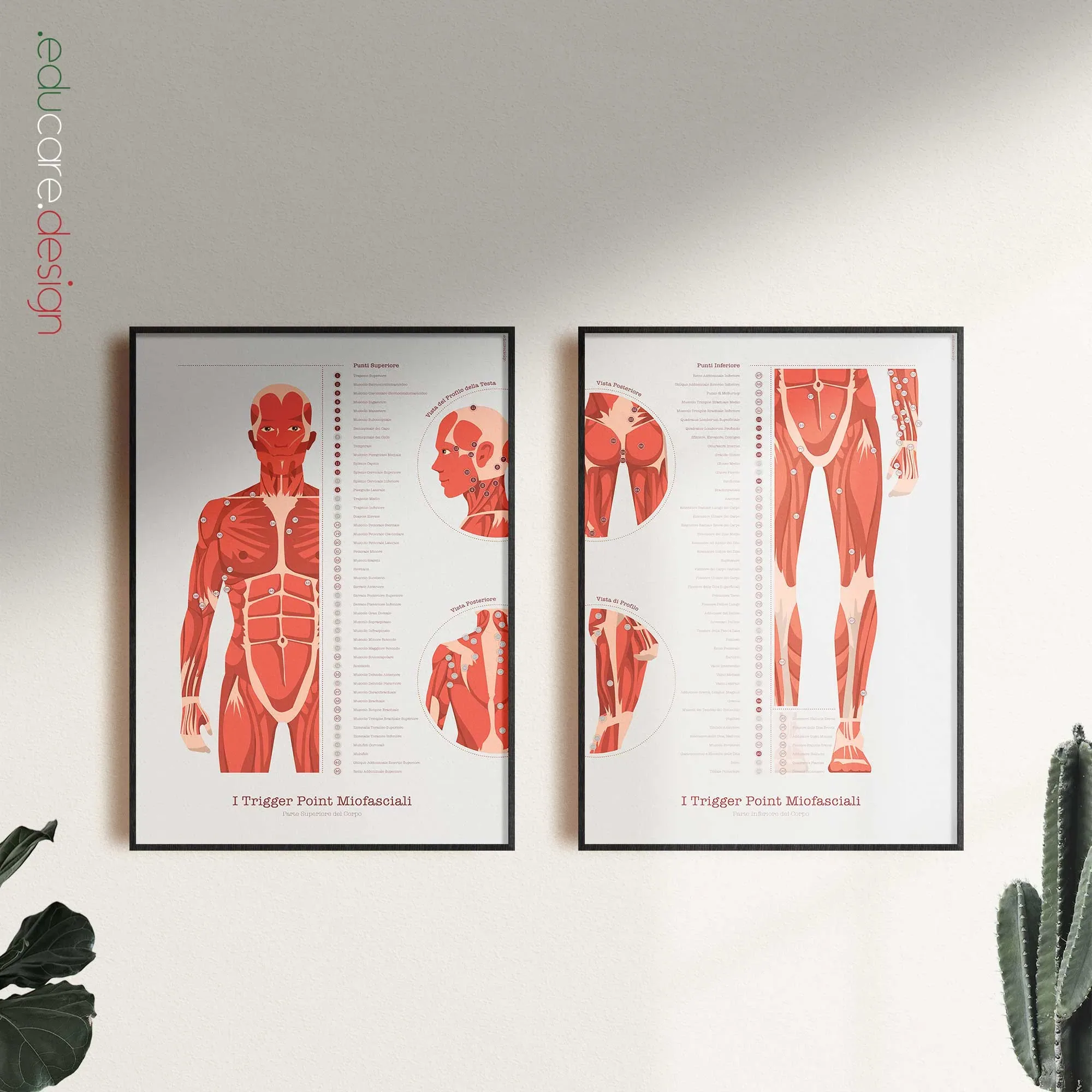 Il Set dei Trigger Point Miofasciali tavola anatomica per studi e cliniche