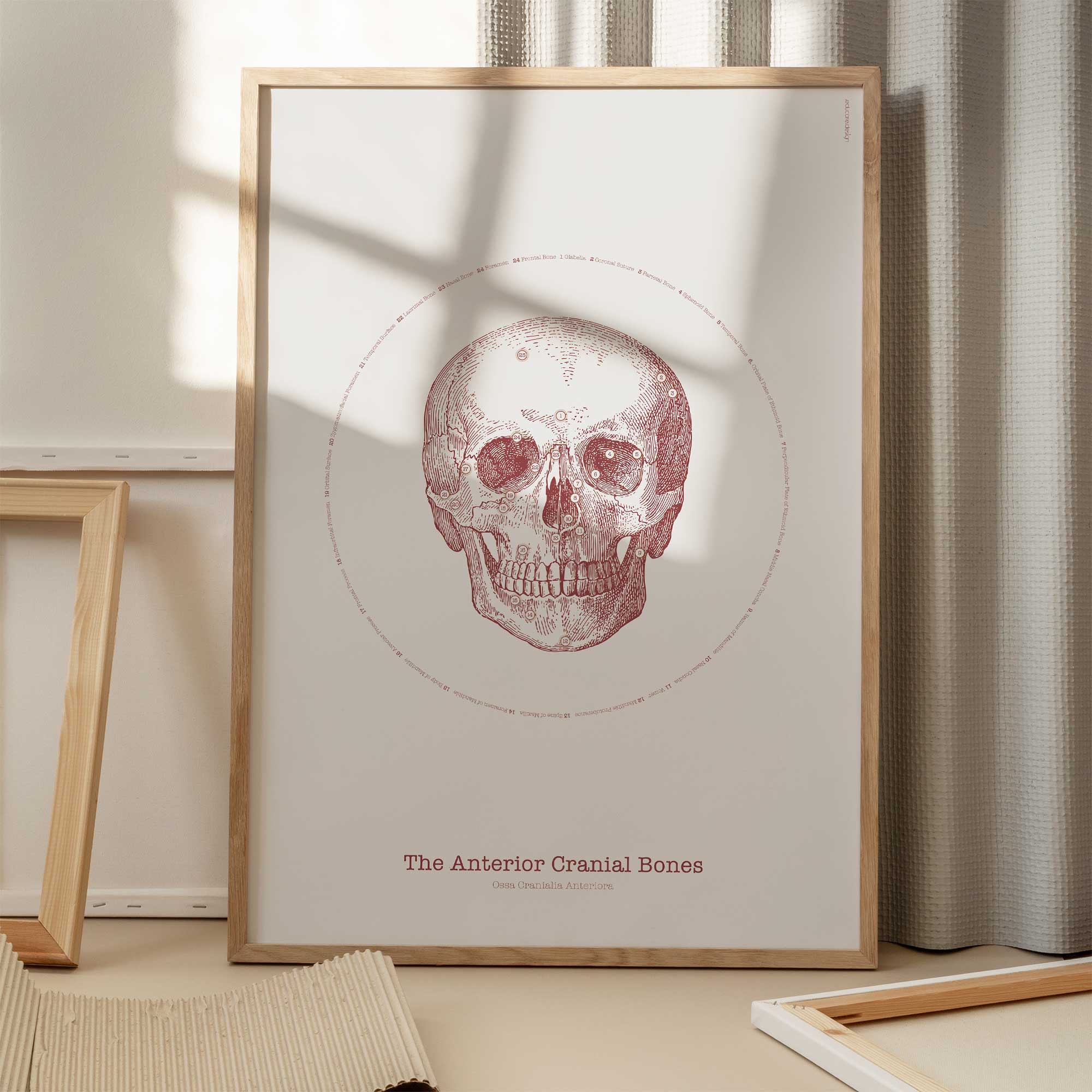 The Anterior Cranial Bones Vintage Artwork
