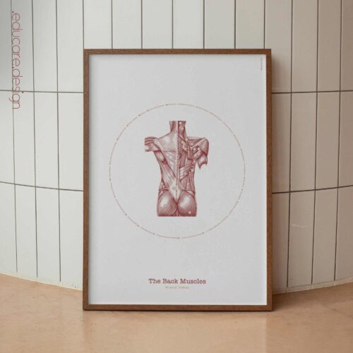 The Back Muscles Vintage Artwork