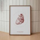 The Heart anatomy chart for clinics