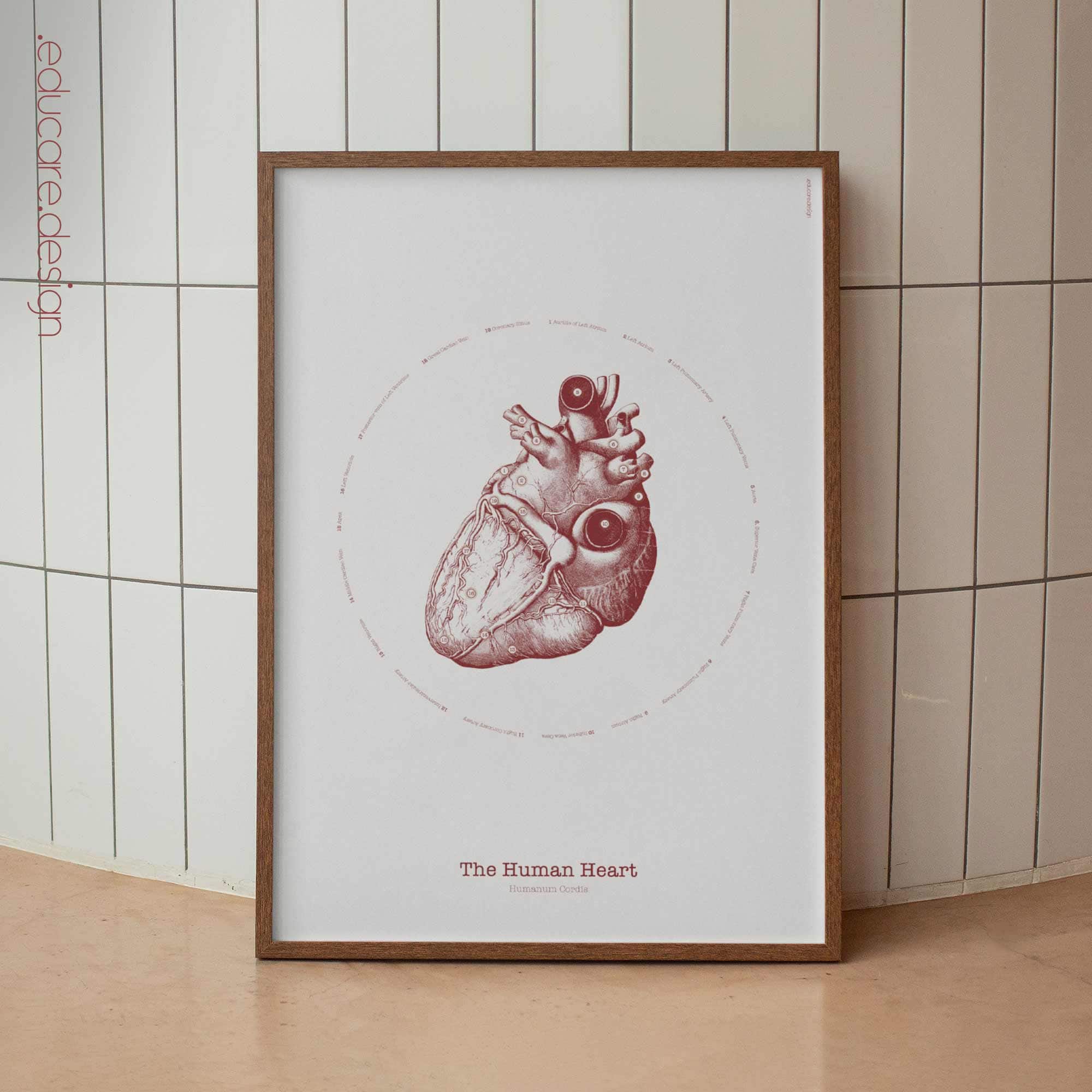 The Heart anatomy chart for clinics