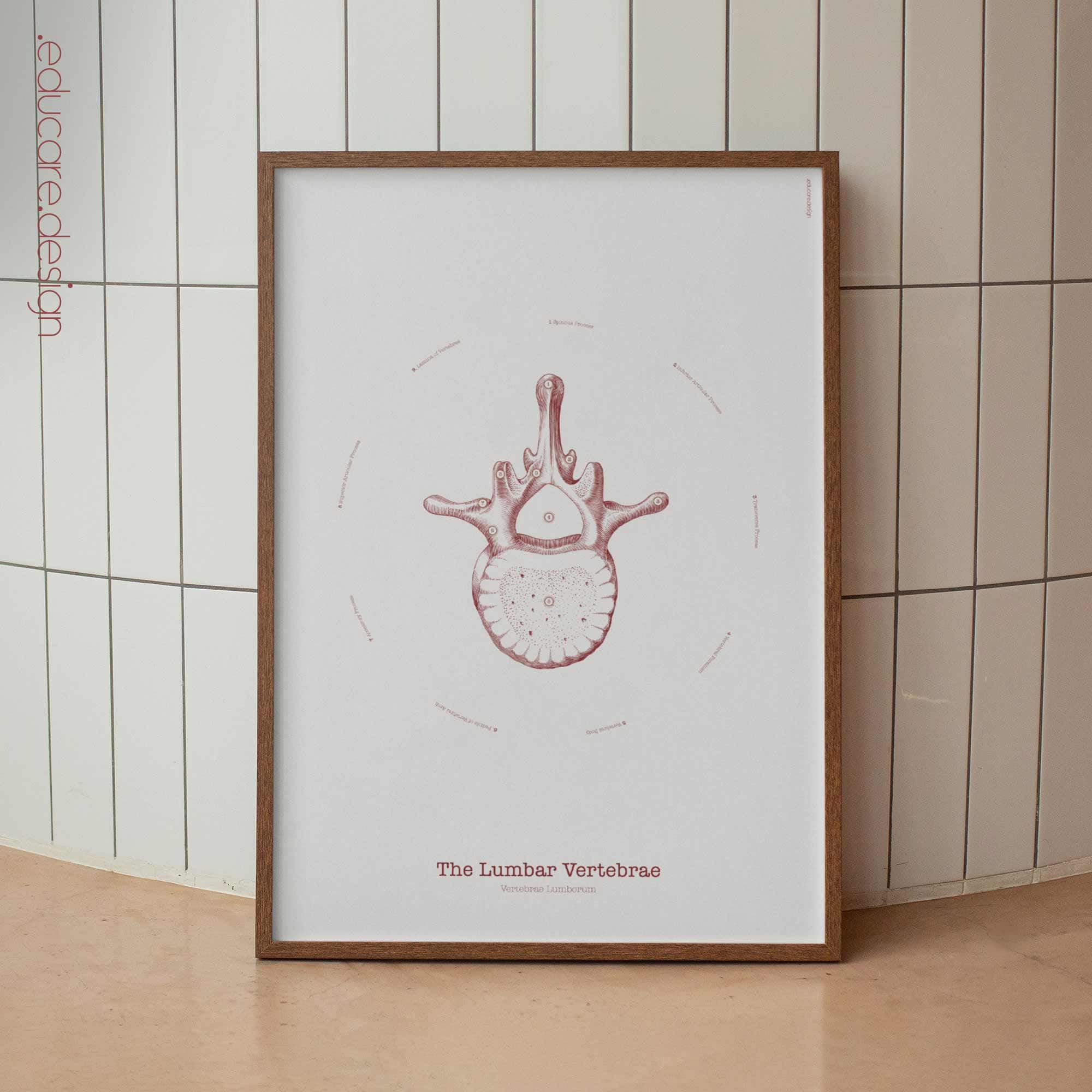 Le vertebre lombari - Opera d'arte d'epoca