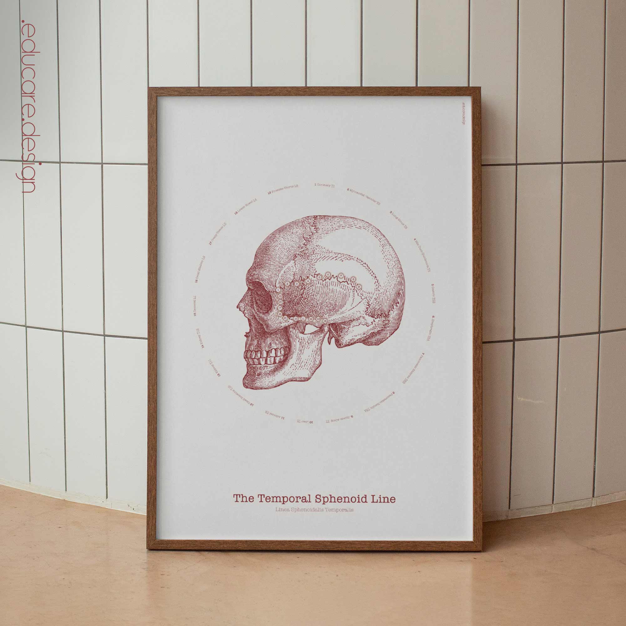 Le opere d'arte d'epoca della linea TS