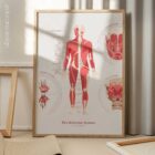 The Muscular System Chart