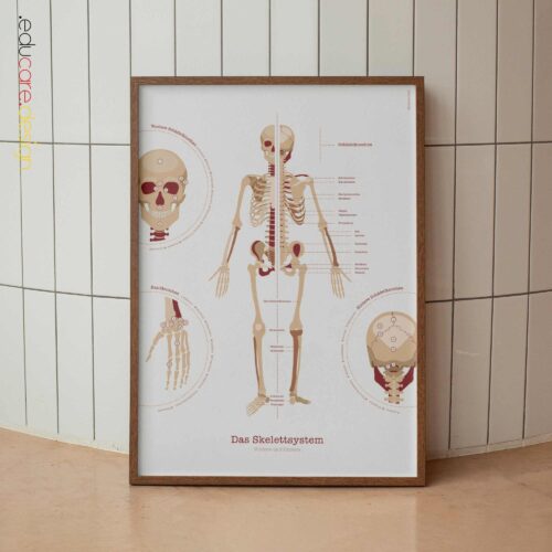 Das Muskelsystem Anatomie-Chart für Praxen und Kliniken