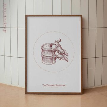 Le ossa delle vertebre toraciche - Opera d'arte d'epoca