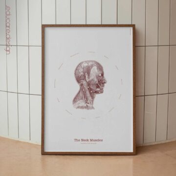 The Neck Muscles Vintage Artwork