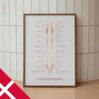 The Autonomic Nervous System